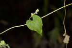 Climbing false buckwheat